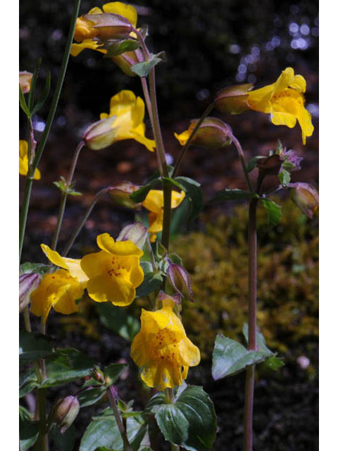 Mimulus guttatus (Yellow monkeyflower) #70452