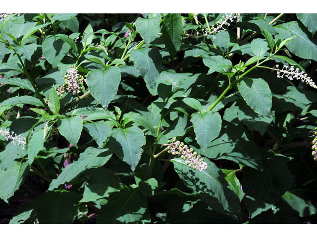 Phytolacca americana (American pokeweed) #70467