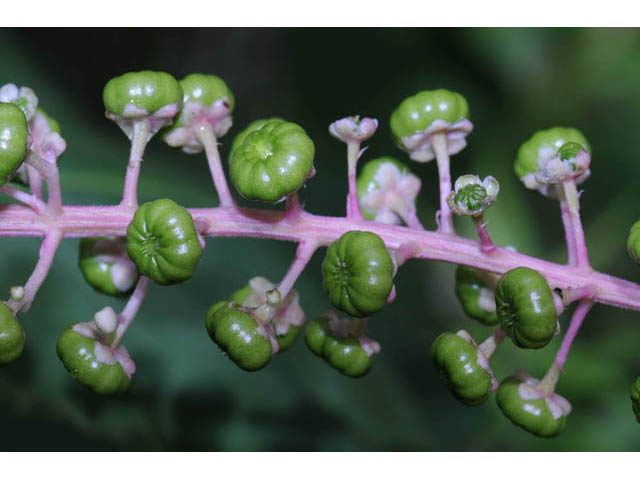 Phytolacca americana (American pokeweed) #70471