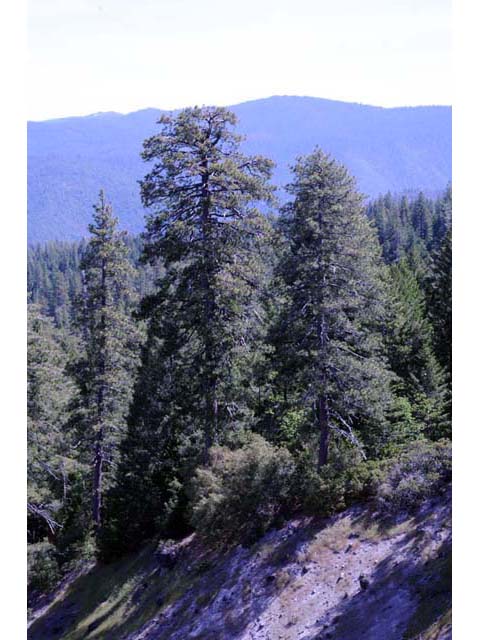 Pinus lambertiana (Sugar pine) #70551