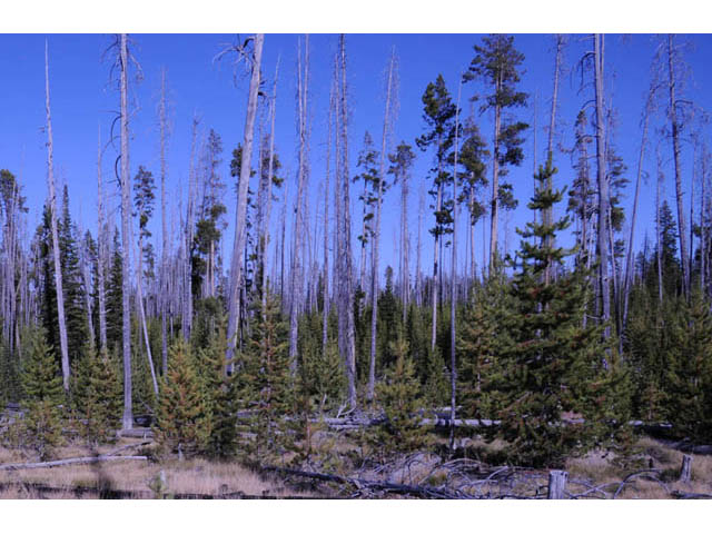 Pinus contorta var. latifolia (Lodgepole pine) #70677