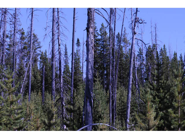 Pinus contorta var. latifolia (Lodgepole pine) #70678