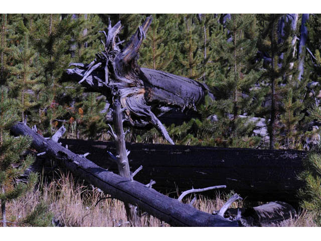 Pinus contorta var. latifolia (Lodgepole pine) #70680