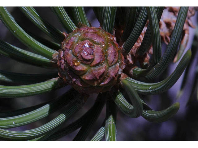 Pinus edulis (Colorado pinyon pine) #70696