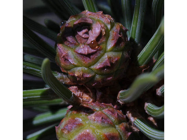 Pinus edulis (Colorado pinyon pine) #70706