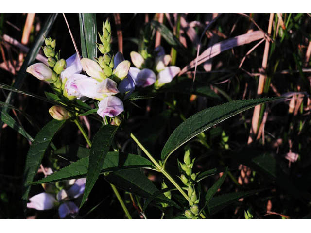 Chelone glabra (White turtlehead) #70751