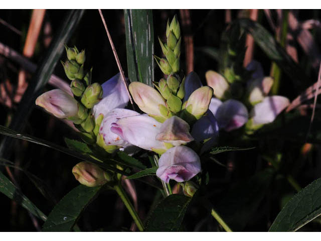 Chelone glabra (White turtlehead) #70752