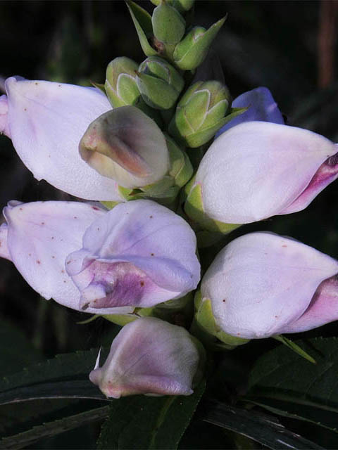 Chelone glabra (White turtlehead) #70755