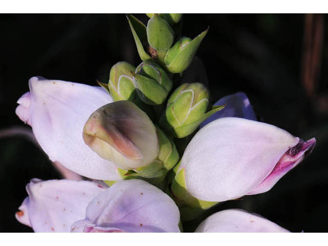 Chelone glabra (White turtlehead) #70757