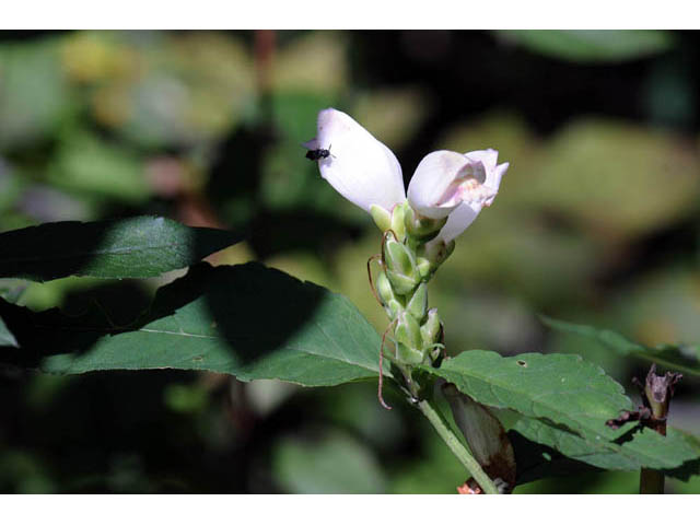 Chelone glabra (White turtlehead) #70759