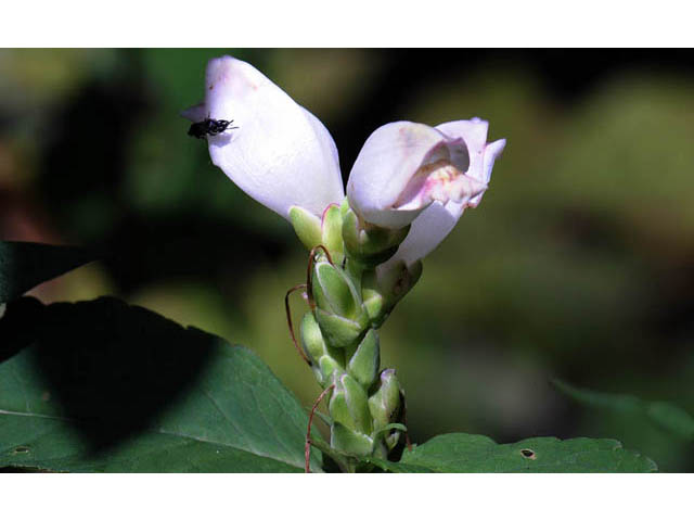 Chelone glabra (White turtlehead) #70760