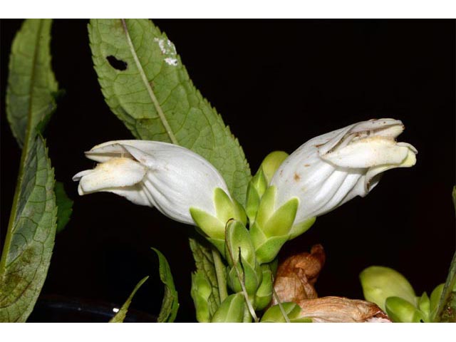 Chelone glabra (White turtlehead) #70764