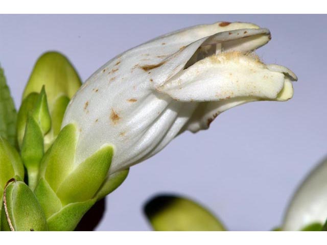 Chelone glabra (White turtlehead) #70768