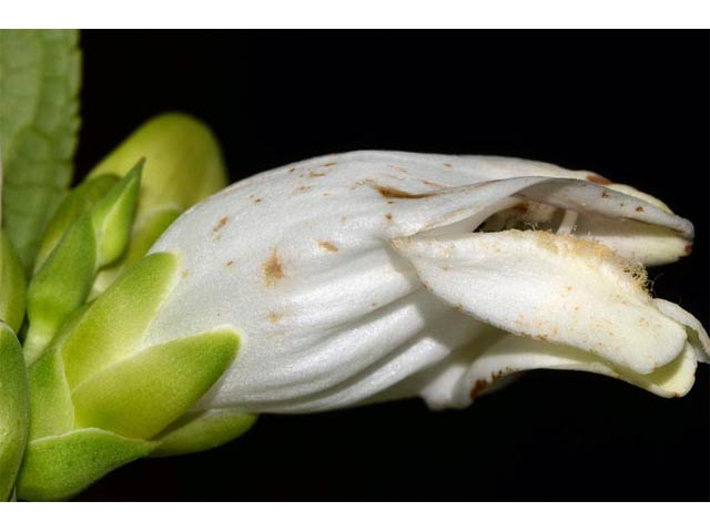 Chelone glabra (White turtlehead) #70771