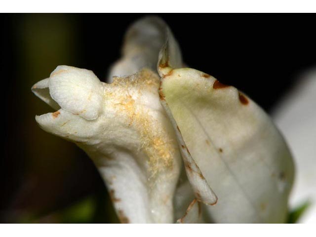 Chelone glabra (White turtlehead) #70773