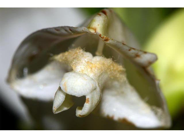 Chelone glabra (White turtlehead) #70774