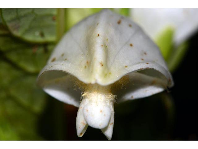 Chelone glabra (White turtlehead) #70775