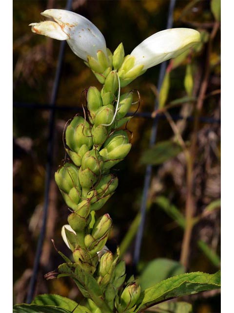 Chelone glabra (White turtlehead) #70779