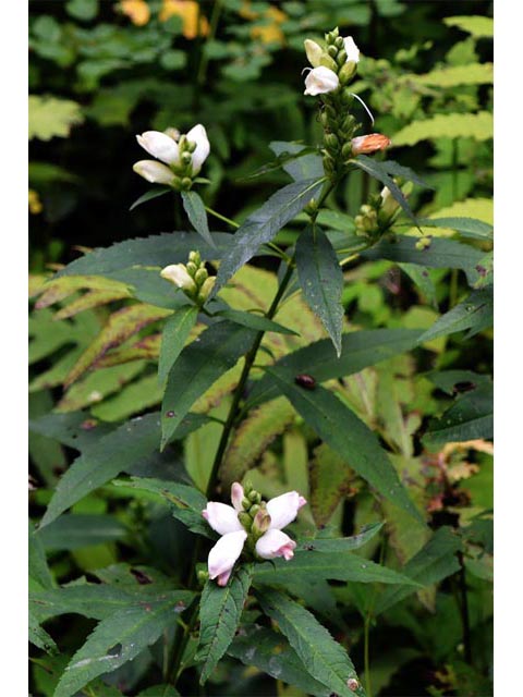 Chelone glabra (White turtlehead) #70787