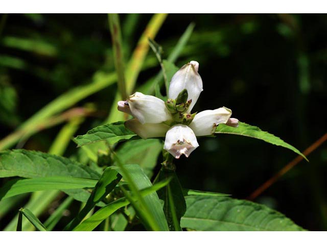 Chelone glabra (White turtlehead) #70789