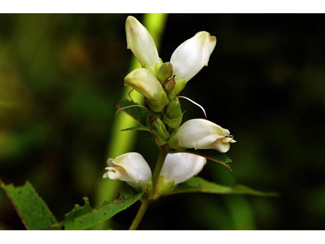 Chelone glabra (White turtlehead) #70791