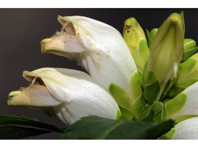 Chelone glabra (White turtlehead) #70793