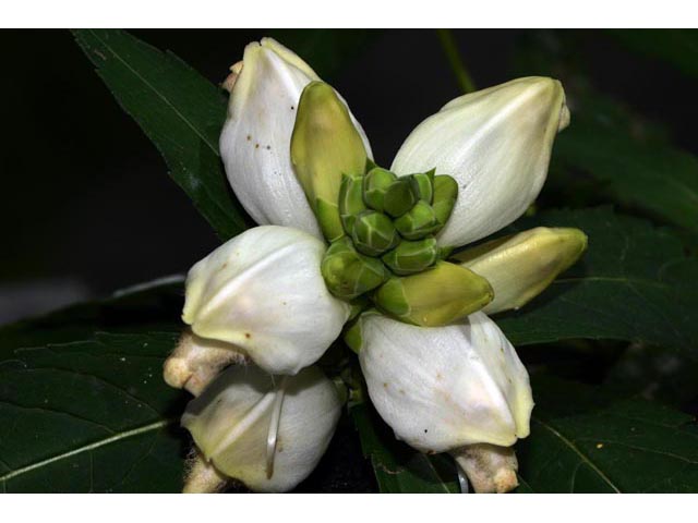 Chelone glabra (White turtlehead) #70796