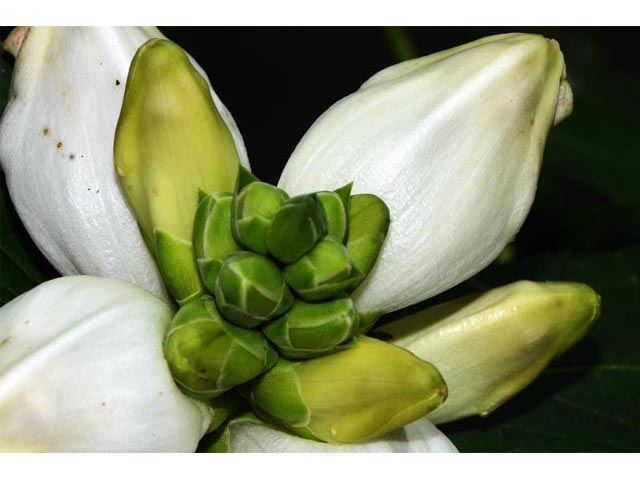 Chelone glabra (White turtlehead) #70797