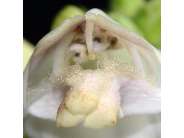 Chelone glabra (White turtlehead) #70806