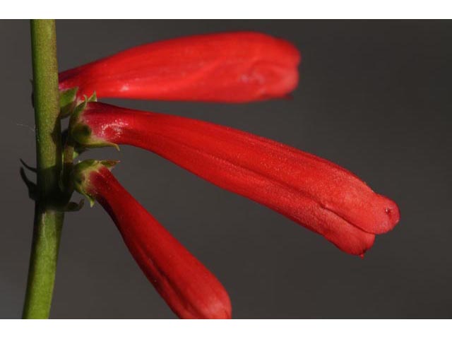 Penstemon eatonii (Firecracker penstemon) #70903