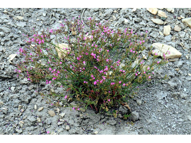 Aliciella haydenii (San juan gilia) #71021