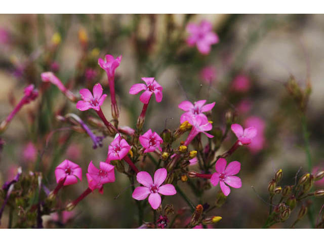 Aliciella haydenii (San juan gilia) #71022