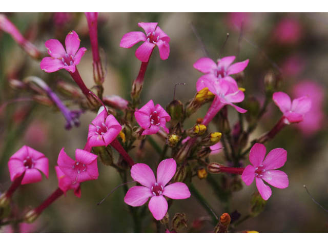 Aliciella haydenii (San juan gilia) #71023