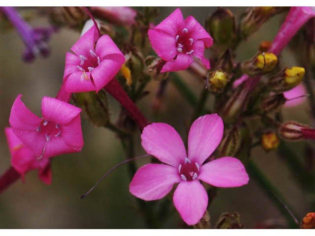 Aliciella haydenii (San juan gilia) #71024