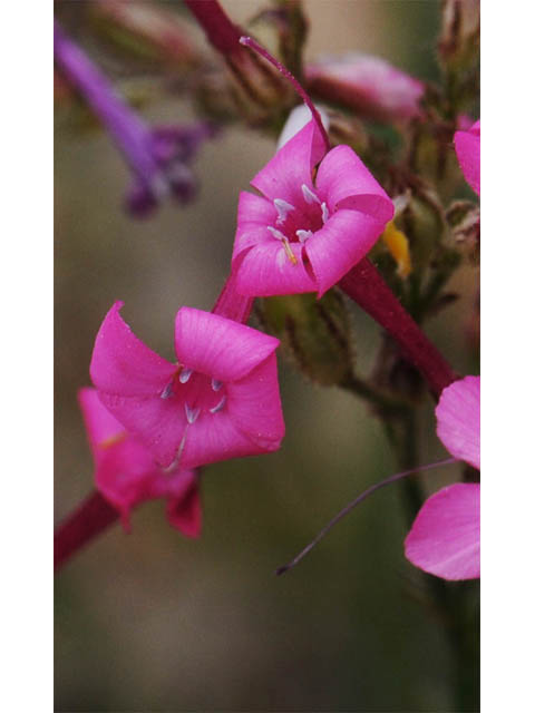 Aliciella haydenii (San juan gilia) #71025