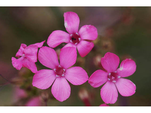 Aliciella haydenii (San juan gilia) #71026