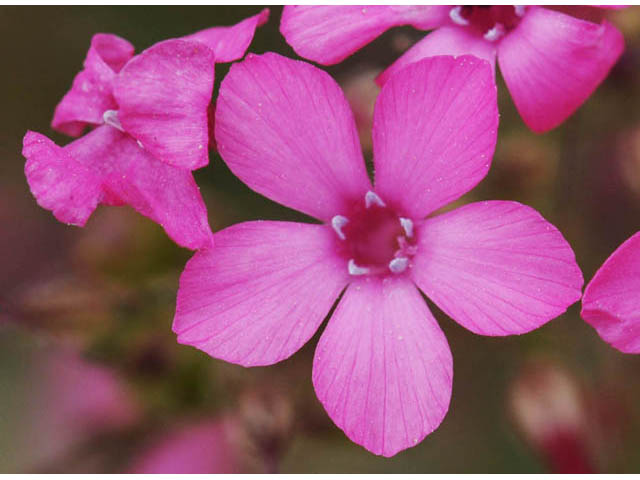 Aliciella haydenii (San juan gilia) #71027