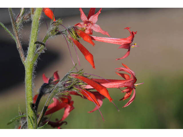 Ipomopsis aggregata (Scarlet gilia) #71065