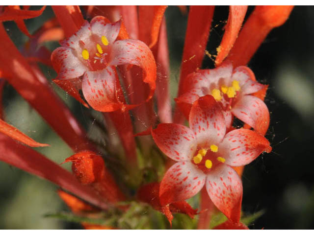 Ipomopsis aggregata (Scarlet gilia) #71068