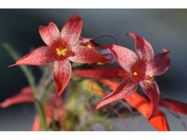 Ipomopsis aggregata (Scarlet gilia) #71069