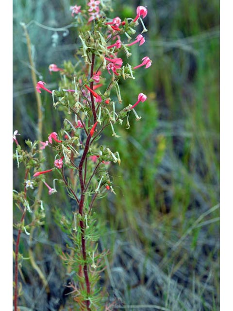 Ipomopsis aggregata (Scarlet gilia) #71070