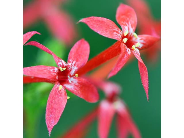 Ipomopsis aggregata (Scarlet gilia) #71076