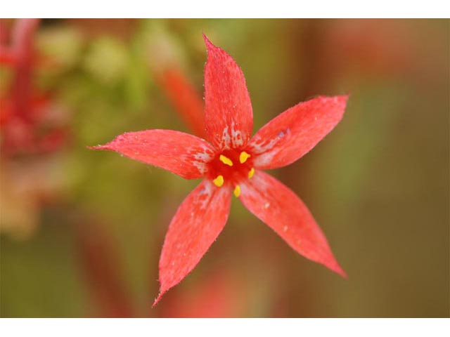 Ipomopsis aggregata (Scarlet gilia) #71077