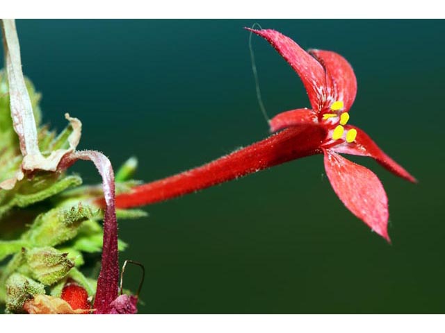 Ipomopsis aggregata (Scarlet gilia) #71081