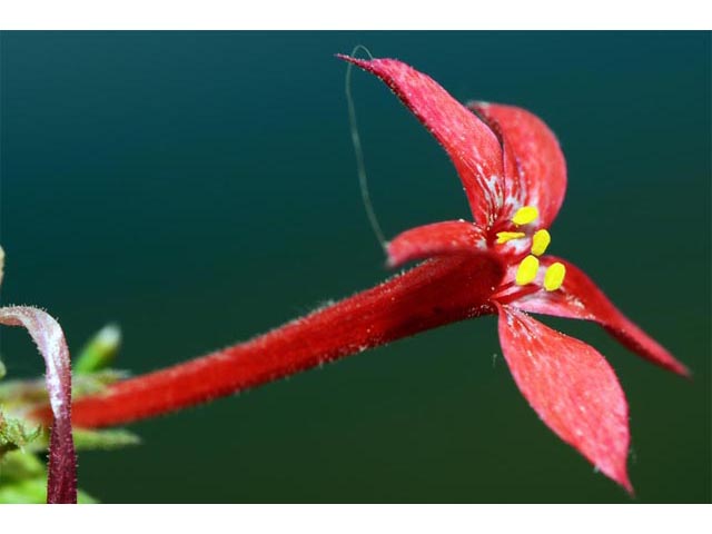 Ipomopsis aggregata (Scarlet gilia) #71082