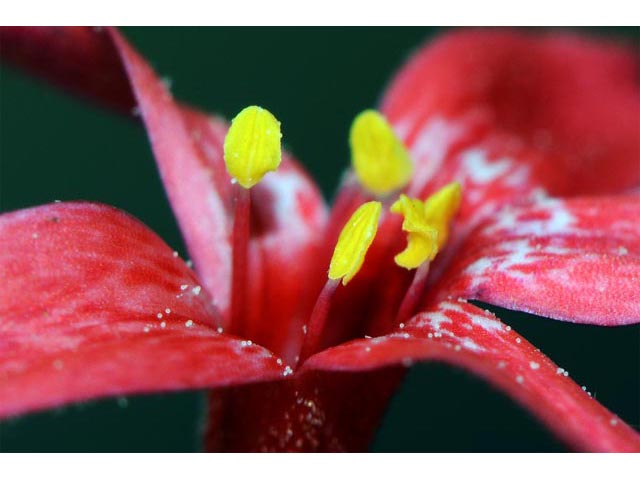 Ipomopsis aggregata (Scarlet gilia) #71084