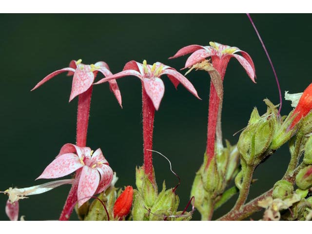 Ipomopsis aggregata (Scarlet gilia) #71085