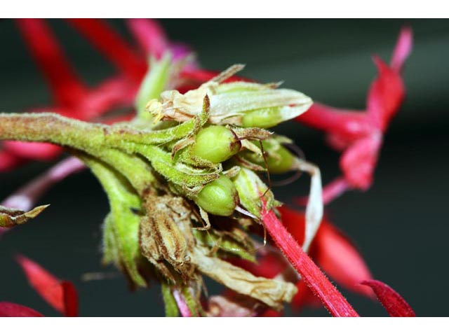 Ipomopsis aggregata (Scarlet gilia) #71090