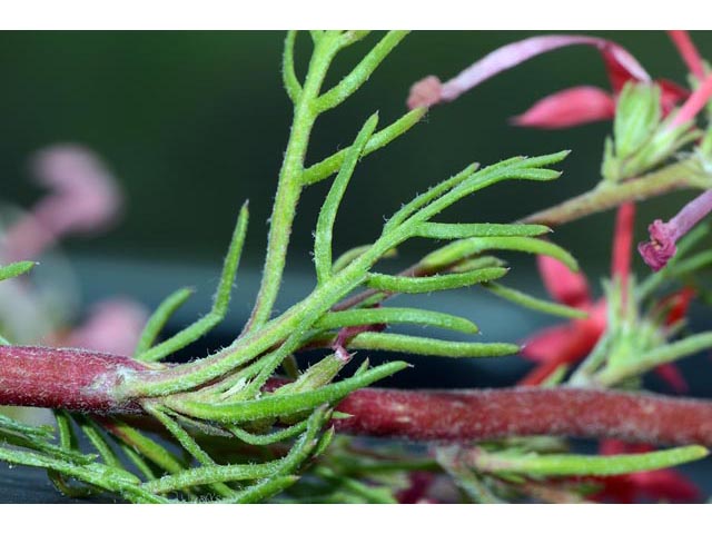 Ipomopsis aggregata (Scarlet gilia) #71092