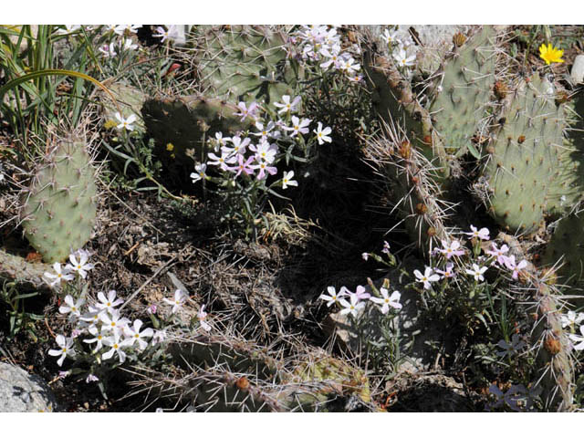 Phlox longifolia (Longleaf phlox) #71123